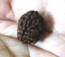 Ek Mukhi Rudraksha Rare and Round 100 % ORIGINAL 